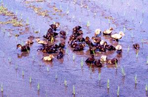 ducks in a rice paddy