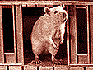 rat haus reality