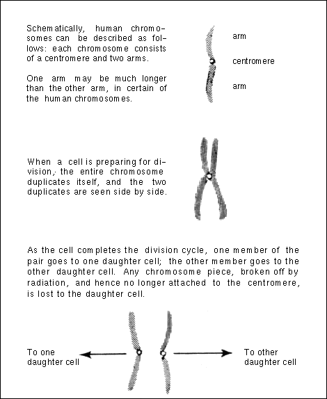 chromosomes in plant cell. chromosomes diagrams, cell