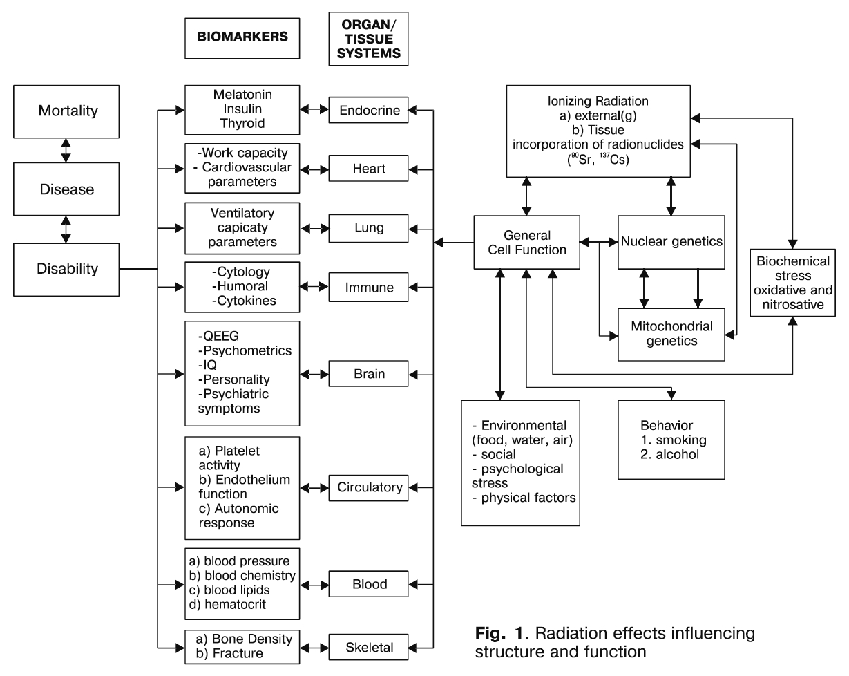 complex mechanisms of premature senescence 
acc. to Bebeshko and Loganovsky