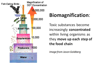 Biomagnification