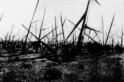 Landscape of Thorns
