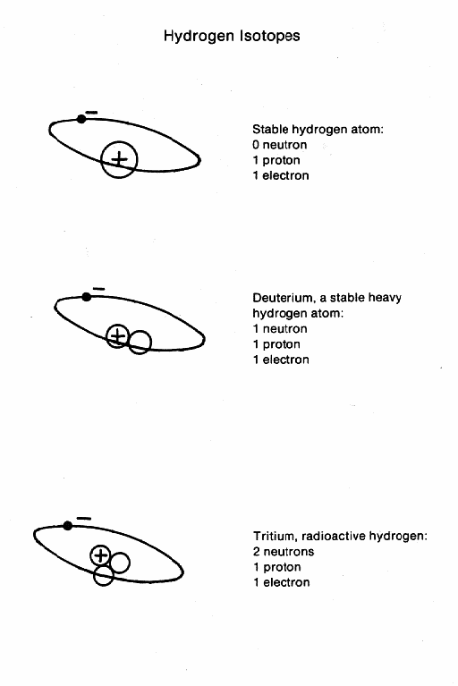 Carbon 14, which is radioactive, has two extra neutrons in its nucleus.