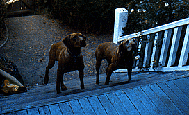 Sandor & Sage On The Porch