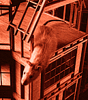 reach1e.gif