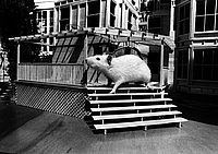stairs1.gif