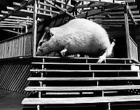 stairs3.gif