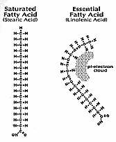 Fatty Acids