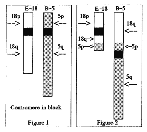 Figure 1 and Figure 2