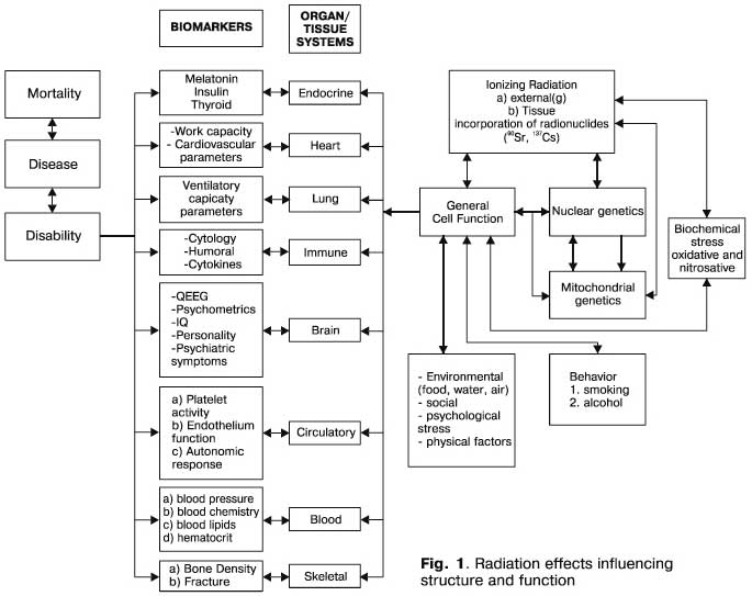 complex mechanisms of premature senescence 
acc. to Bebeshko and Loganovsky