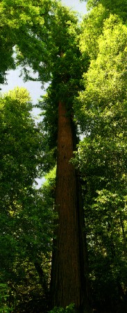 redwood elders