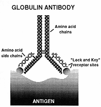Globulin Antibody